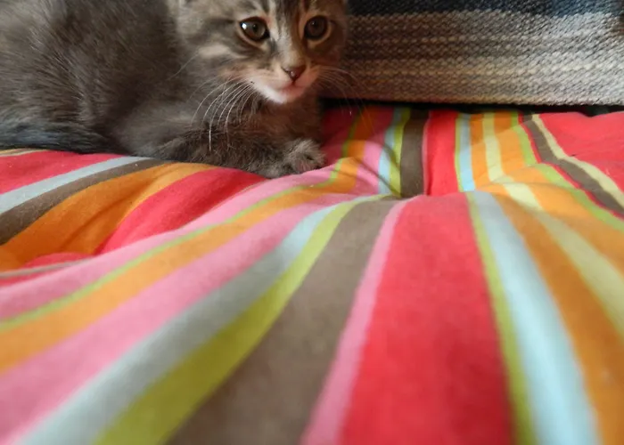 מלון דירות Avra Pahainas