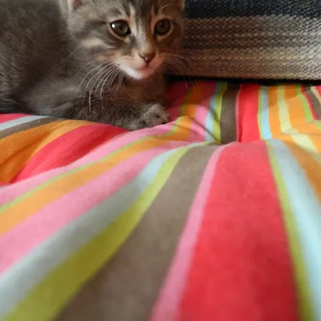 Апарт-отель Avra Pahainas